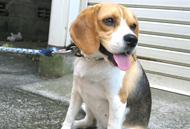 愛犬